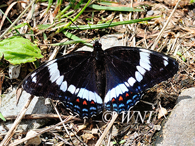 Limenitis-arthemis White-Admiral Red-Spotted-Purple