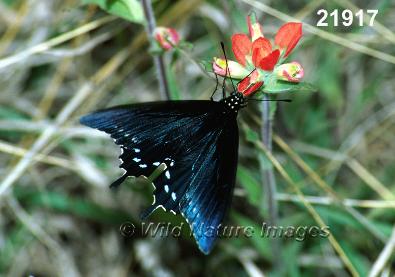 Battus-philenor pipevine-swallowtail