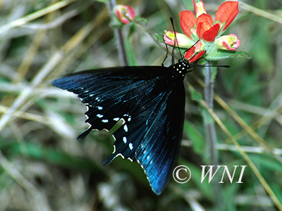 Battus-philenor pipevine-swallowtail
