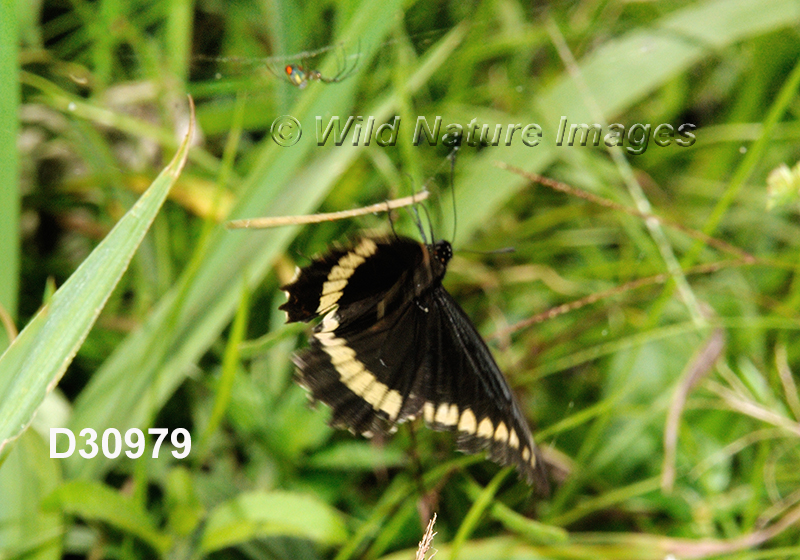 Battus-polydamas  Polydamas-swallowtail