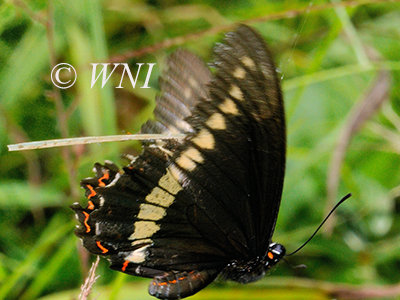 Battus-polydamas Polydamas-swallowtail