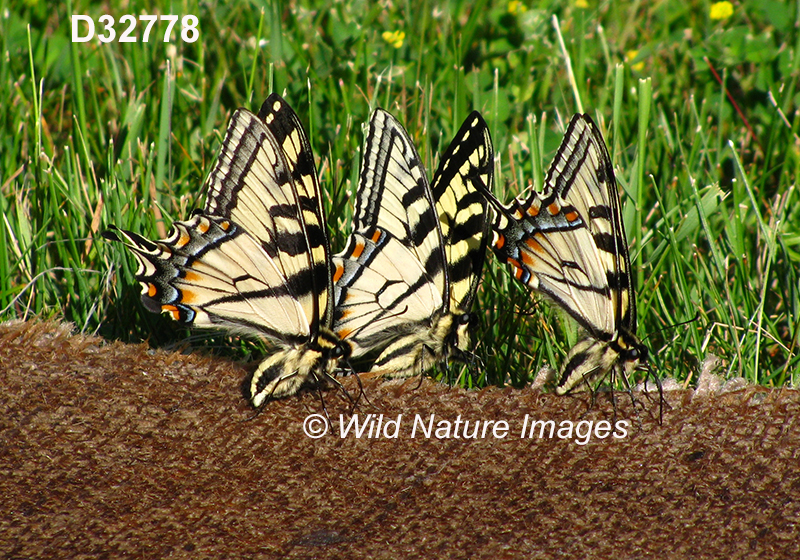 Papilio-canadensis Canadian-Tiger-Swallowtail