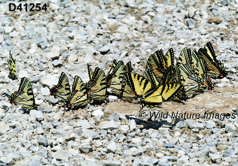 Papilio-canadensis Canadian-Tiger-Swallowtail