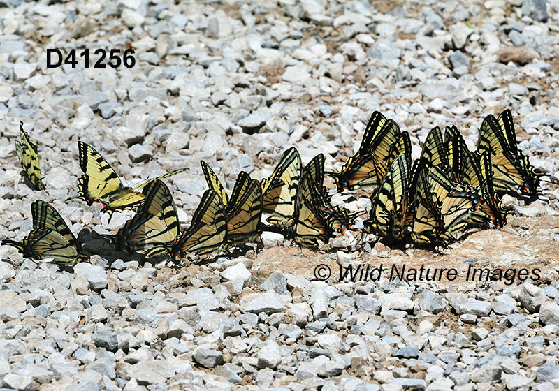 Papilio-canadensis Canadian-Tiger-Swallowtail