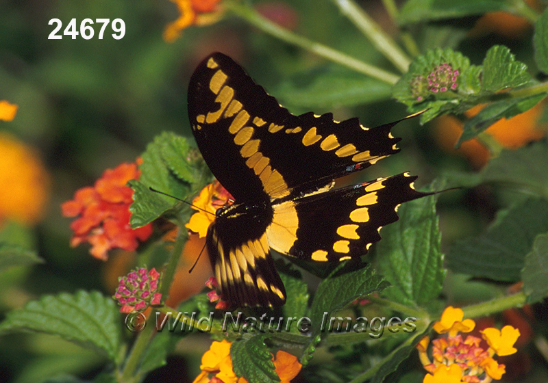 Papilio-cresphontes giant-swallowtail