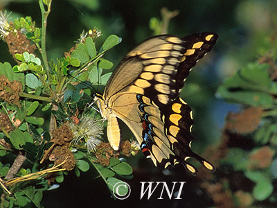 Papilio-cresphontes giant-swallowtail 