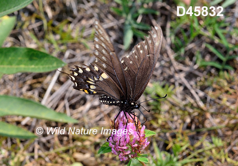 Papilio-polyxenes black-swallowtail