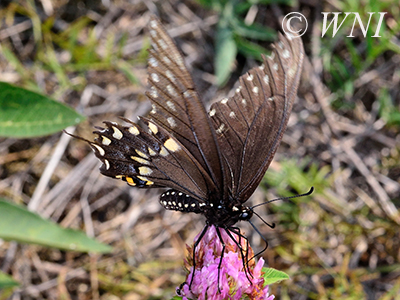 Papilio-polyxenes black-swallowtail