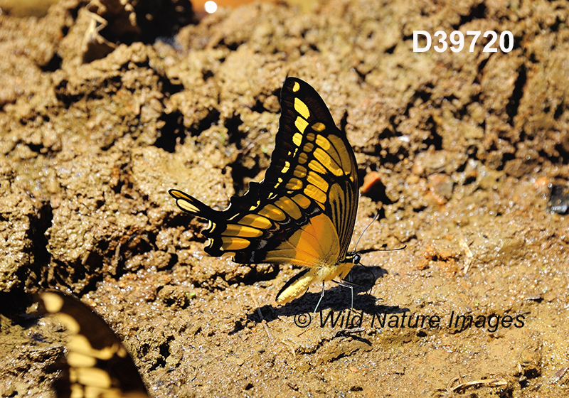 Papilio-thoas Thoas-swallowtail