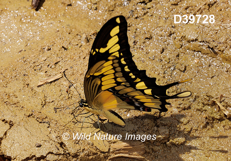 Papilio-thoas Thoas-swallowtail