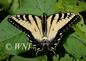 Papilionidae Swallowtails