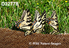 Papilio-canadensis
