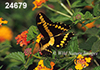 Papilio-cresphontes
