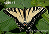 Papilio-glaucus