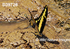 Papilio-thoas