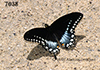 Papilio-troilus