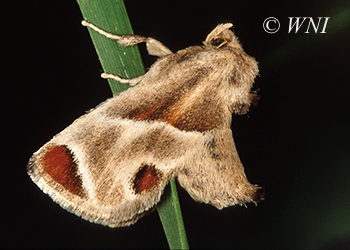 Limacodidae (Slug Caterpillar Moths)