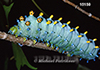 Saturnidae-caterpillars