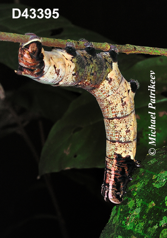 Pachylia-ficus caterpillar