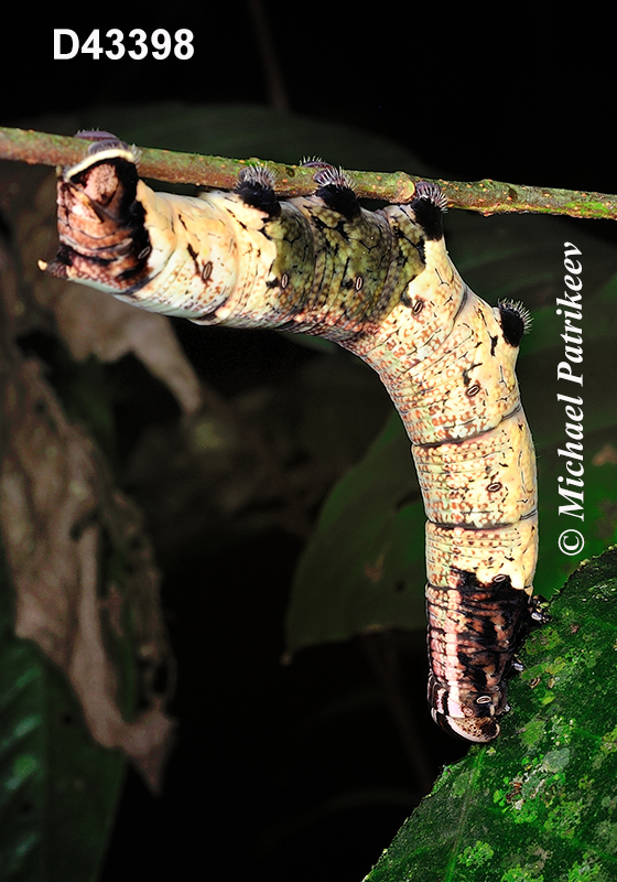 Pachylia-ficus Fig-sphinx caterpillar