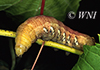 Sphingidae caterpillars