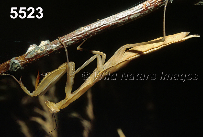 Tenodera-sinensis Chinese-mantis