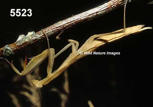 Tenodera-sinensis Chinese-mantis 