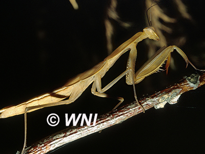 Tenodera-sinensis Chinese-mantis
