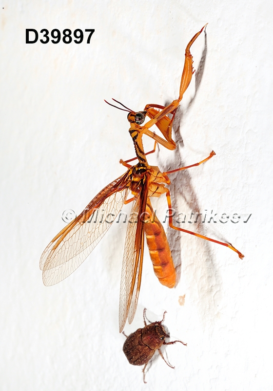 Entanoneura-batesella Mantispidae