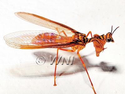 Entanoneura-batesella Mantispidae