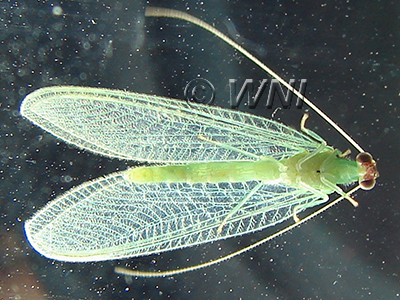 Neuroptera Lacewings Mantispids