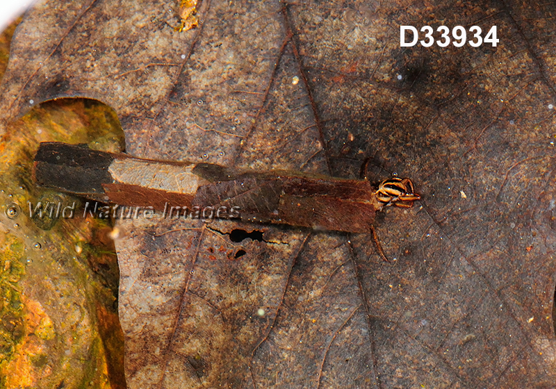 Ptilostomis-ocellifera, Phryganeidae, Trichoptera