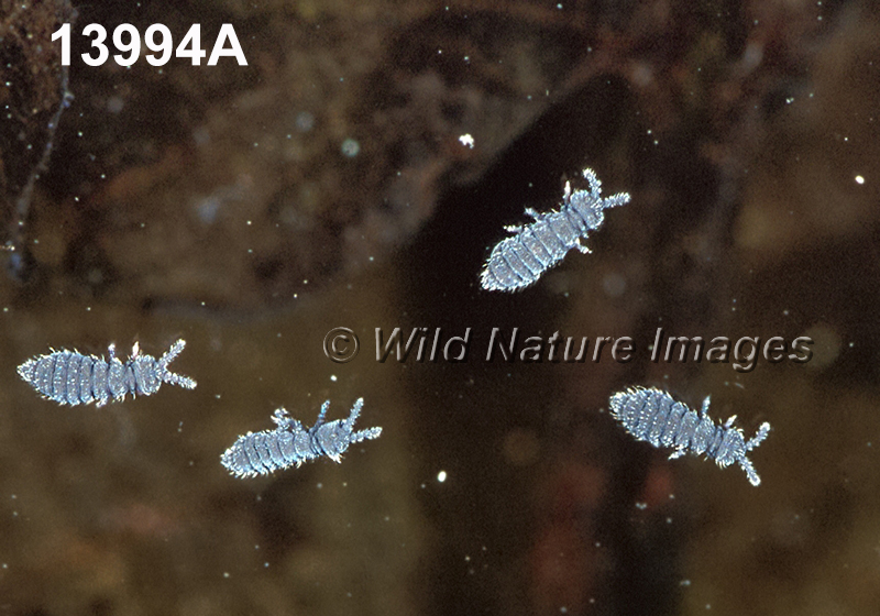 Hypogastrura-nivicola, Snow-flea