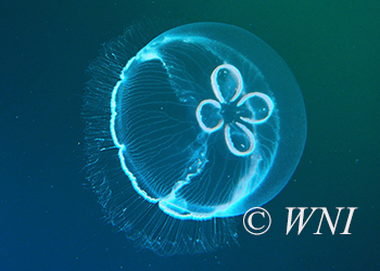 True Jellyfish (Scyphozoa)