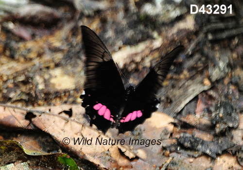 Ruby-spotted Swallowtail (Papilio anchisiades)