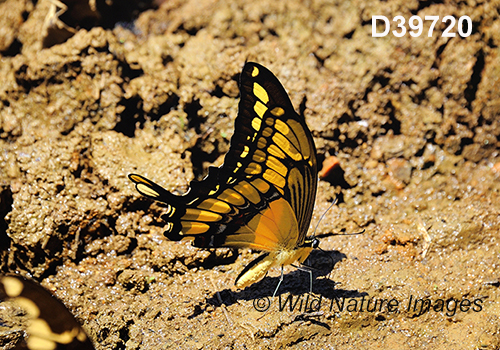 Thoas Swallowtail (Papilio thoas)