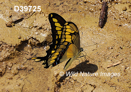 Thoas Swallowtail (Papilio thoas)