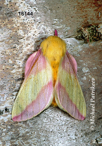 Rosy Maple Moth (Dryocampa rubicunda) portrait R9936 Marti…