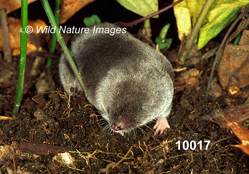 Blarina-brevicauda Northern-Short-tailed-Shrew