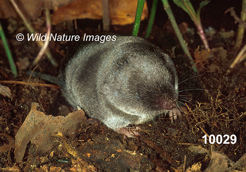 Blarina-brevicauda Northern-Short-tailed-Shrew