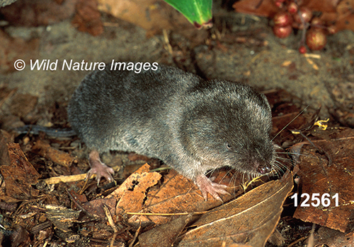 Blarina-brevicauda Northern-Short-tailed-Shrew