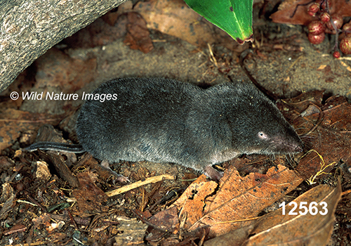 Blarina-brevicauda Northern-Short-tailed-Shrew