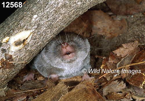 Blarina-brevicauda Northern-Short-tailed-Shrew