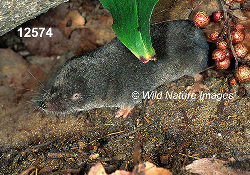 Blarina-brevicauda Northern-Short-tailed-Shrew