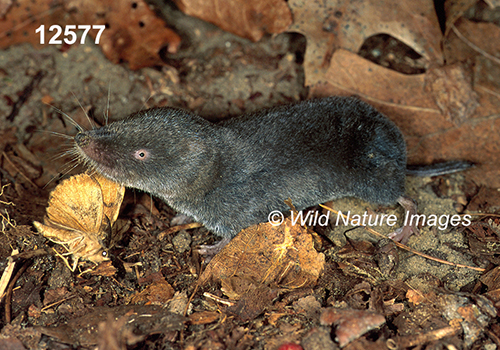 Blarina-brevicauda Northern-Short-tailed-Shrew