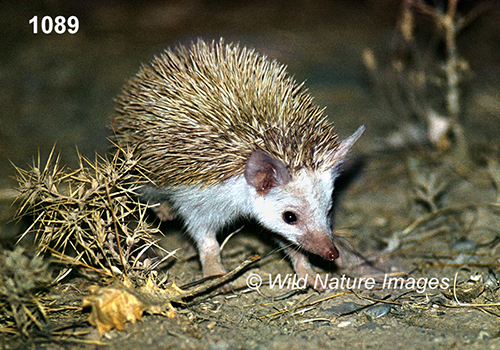 Paraechinus-hypomelas Brandt's-Hedgehog