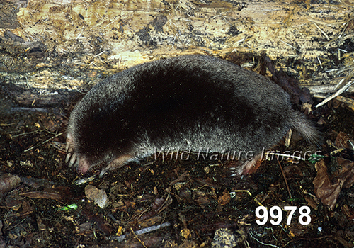 Parascalops-breweri Hairy-tailed-Mole