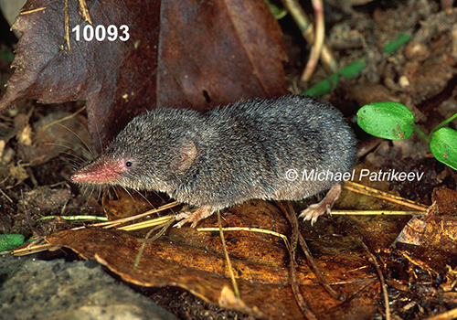 Sorex-fumeus Smoky-Shrew