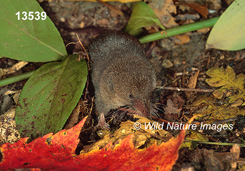 Sorex-fumeus Smoky-Shrew