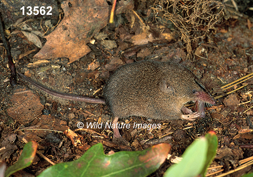 Sorex-fumeus Smoky-Shrew